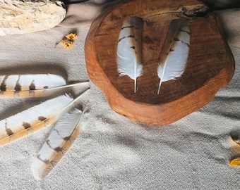 Barn Owl Wing Feather, Natural Molt Ethically Sourced