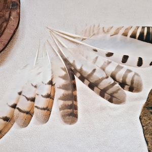 one rare wing feather, natural molt owl feathers, ethically sourced, feather collection, smudge feather