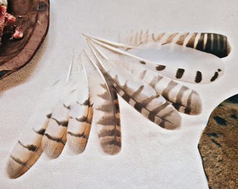 one rare wing feather, natural molt owl feathers, ethically sourced, feather collection, smudge feather