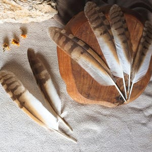 Può includere: Diverse piume marroni e bianche con un motivo a strisce sono disposte su una superficie di legno e un tessuto neutro. L'immagine presenta anche fiori secchi e un pezzo di legno.