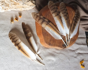 Long Eared Owl Feather, Natural Molt Feathers, Owl Totem