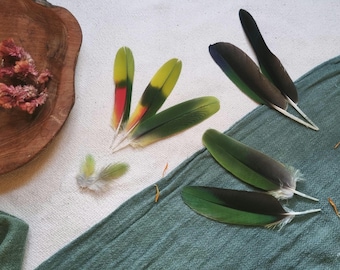 colorful feathers, natural molt parrot  feathers ethically sourced, cleansed and restored