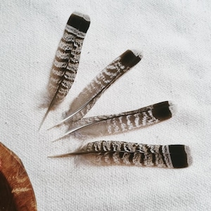 ruffed grouse feather set, natural molt feathers ethically sourced, cleansed and restored