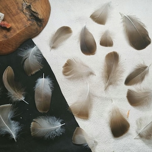 goose feather set, natural molt geece feathers ethically sourced, cleansed and restored