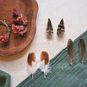 Federn-Set, natürliche Mauserfedern aus ethischer Quelle, gereinigt und restauriert, natürliche Handwerksfedern, Hühner-, Enten-, Waldschnepfefedern