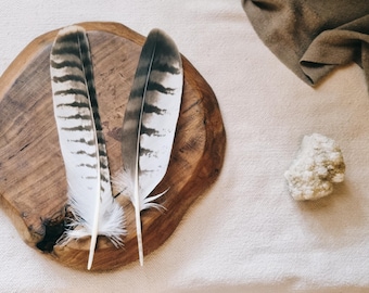 wing + tail feather set, hawk feather, buzzard natural molt feathers ethically sourced, cleansed and restored