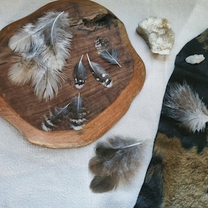 feather set, natural molt 14 owl body feathers ethically sourced, cleansed and restored