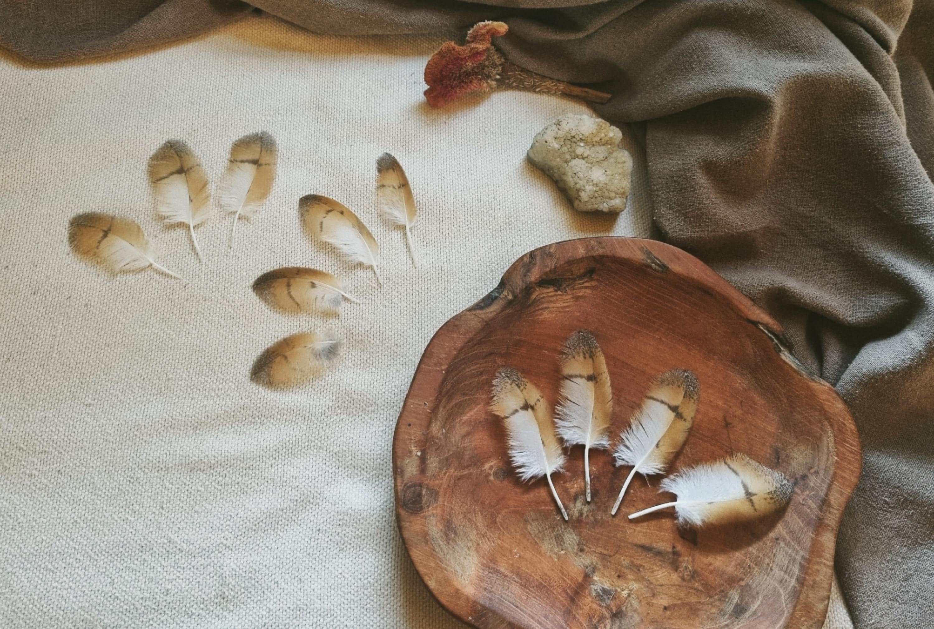 feather set, natural molt owl feathers ethically sourced, cleansed and restored