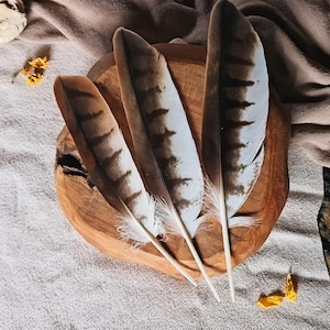 Rare Feather, Wing Feather, Natural Molt, Large Quill