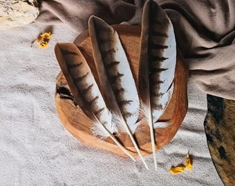 wing feather, red kite natural molt feather, ethically sourced
