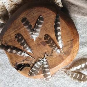 Può includere: Una collezione di piume decorative con motivi marroni e bianchi, disposte su una superficie di legno rustica e rotonda. Le piume sono di varie dimensioni e forme, con un'estetica naturale e organica.