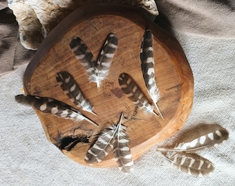 Rare Pygmy Owl Feather Sets, Owl Wing + Tail Feathers, Natural Molt