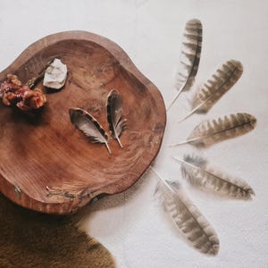 one feather, natural molt owl feathers ethically sourced, cleansed and restored