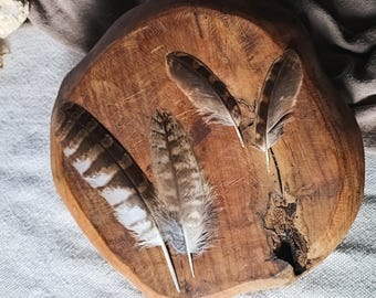 Tawny Owl Feathers, Set of 4 Feathers, Ethically Sourced