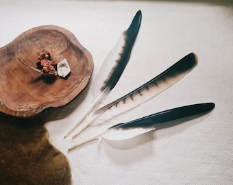 one rare wing + tail feather, natural molt feather ethically sourced, cleansed and restored