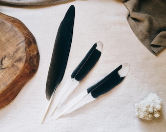 Pied Currawong Tail Feather Set: Black and White Yin Yang Feathers