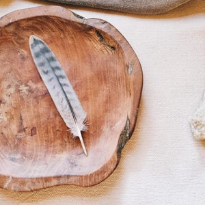 rare tail feather, natural molt, grey stripped BOP feather, ethically sourced, cleansed and restored