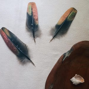 irridesent colorful feather set, pheasant feather crafts, natural molt feathers ethically sourced, rare feathers