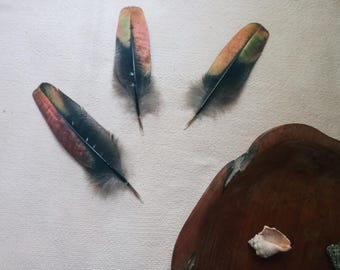 Iridescent Pheasant Feather Set, Rare Feathers, Craft & Collectors Feathers