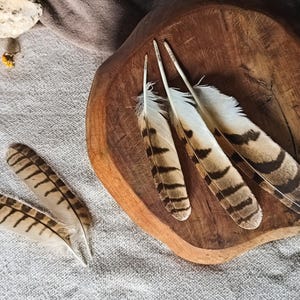 Striped Owl Feather, Natural Molt Feathers, Asio Clamator