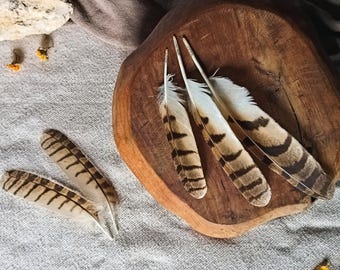 Striped Owl Feather, Natural Molt Feathers, Asio Clamator