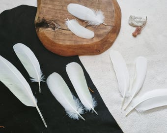 White and Yellow Cockatoo Feathers: Ethically Sourced Molt Feathers
