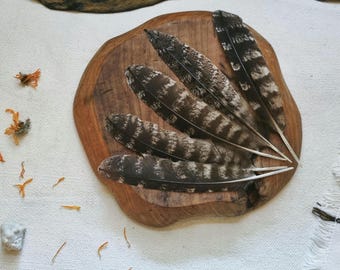 Tawny Frogmouth Feather: Ethically Sourced Natural Molt