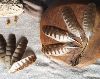 Tawny Owl Feather, Natural Molt Feather Ethically Sourced