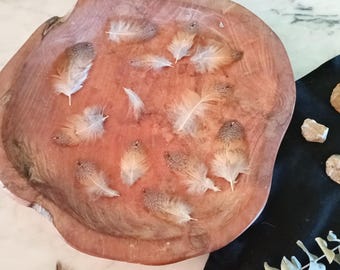 Small Owl Feathers, Natural Molt Barn Owl Feather Set, Ethically Sourced