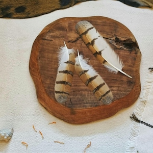 feather set, natural molt owl feathers ethically sourced, cleansed and restored tail and wing