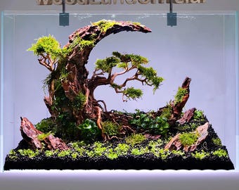 May include: A planted aquarium with a large, curved piece of driftwood, a small bonsai tree, and green moss. The aquarium is filled with black gravel and has a clear glass front.