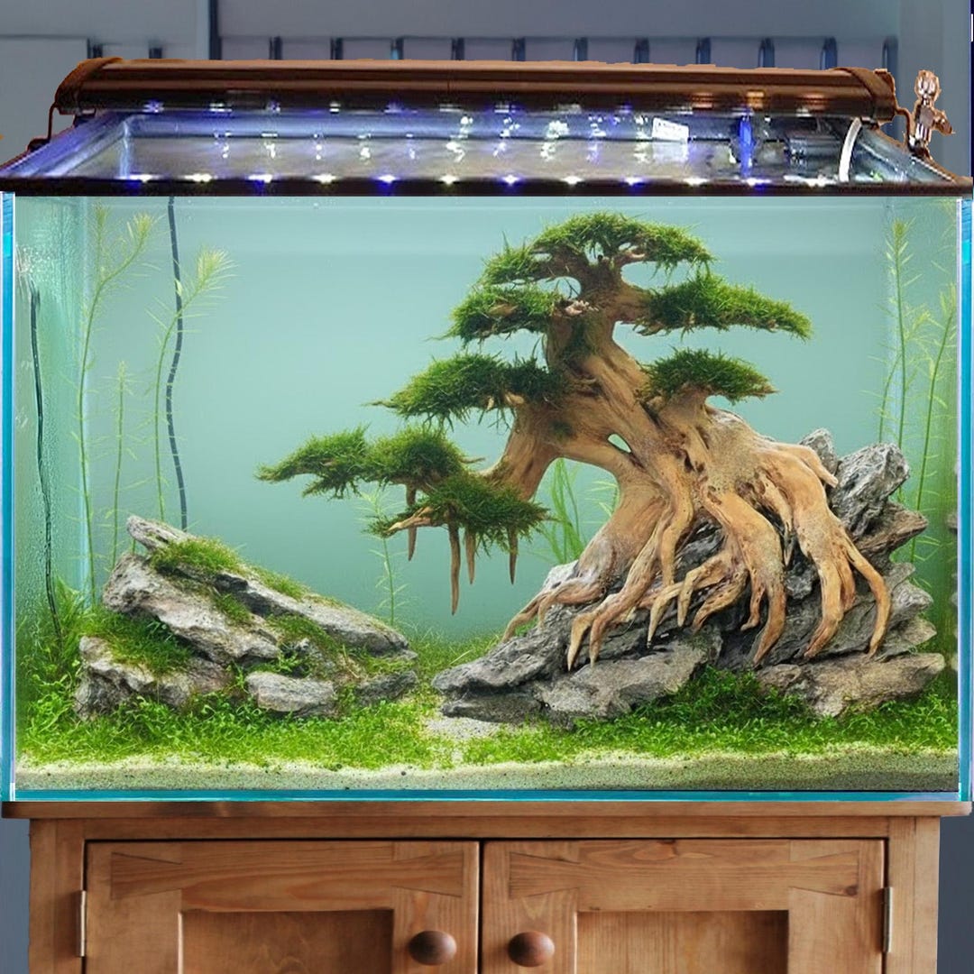Natural Bonsai Driftwood on Rock Realistic Aquarium Hardscape for ...