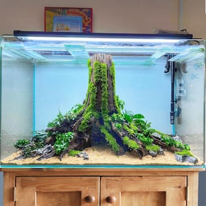 Könnte beinhalten: Ein rechteckiges Glasaquarium mit einer naturalistischen Aquascaping-Landschaft. Ein großer, mit Moos bedeckter Baumstumpf ist der Mittelpunkt, umgeben von üppigen grünen Pflanzen, Sand und Steinen. Das Becken steht auf einem Holzschrank, mit einer Leuchte darüber.