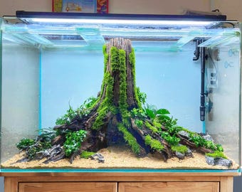 大型水槽用流木切り株木アクアスケープ流木アート水槽洞窟 - Etsy 日本