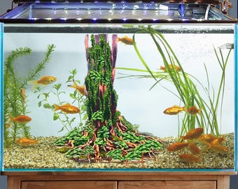 大型水槽 流木 切り株 木 水景 流木アート 水槽 洞窟 - Etsy 日本