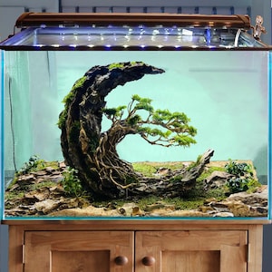 May include: An aquascape featuring a bonsai tree in a glass aquarium. The tank's focal point is a curved, moss-covered rock structure with a small tree, creating a miniature underwater garden. The aquarium is illuminated by overhead lighting and rests on a wooden cabinet.