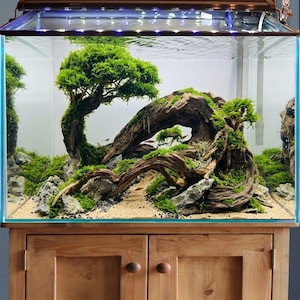 Könnte beinhalten: Ein rechteckiges Aquarium mit einer sorgfältig gestalteten Aquascape. Das Becken zeigt einen Miniaturbaum, Treibholz und üppiges grünes Moos, wodurch eine ruhige Unterwasserlandschaft entsteht. Das Aquarium steht auf einem Holzschrank.