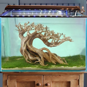 Könnte beinhalten: Ein rechteckiges Aquarium mit einem großen, hellen Treibholz-Mittelstück, das einem Bonsai-Baum ähnelt. Das Becken hat einen grünen Grund mit Wasserpflanzen und wird von einer Deckenleuchte beleuchtet. Das Aquarium steht auf einem Holzschrank.