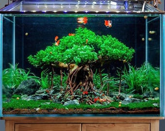 流木盆栽水槽岩水景ハードスケープ植物水槽装飾 - Etsy 日本