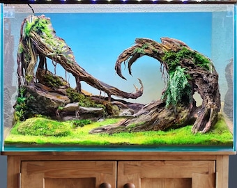 Legno di deriva per acquario, bonsai e rocce decorative per acquari allestiti.