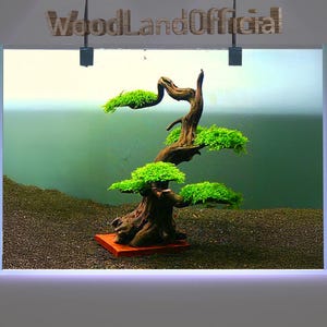 May include: A bonsai tree with green moss growing on the branches, set in a clear glass aquarium with a brown gravel base. The tree is shaped like a traditional Japanese bonsai tree.