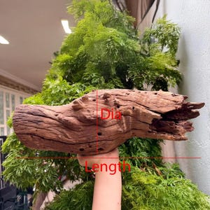 Tronco di legno per acquario, decorazione in legno naturale per acquario. immagine 7