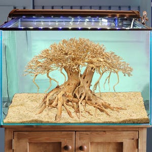 palmatum atropurpureum bonsai SOLD – B for Bonsai