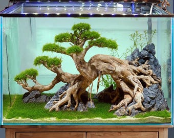 盆栽 水槽 流木 岩 ベース アクアスケープ 水槽 装飾 流木 天然 - Etsy