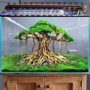 水槽用流木盆栽、水草、水槽装飾用植物 - Etsy 日本