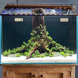 アクアスケープ 水槽 流木 切り株 木 盆栽 アクアスケープ 装飾