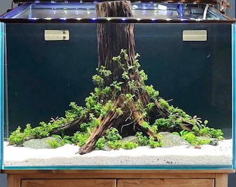 大型水槽 流木 切り株 木 水景 流木アート 水槽 洞窟 - Etsy 日本