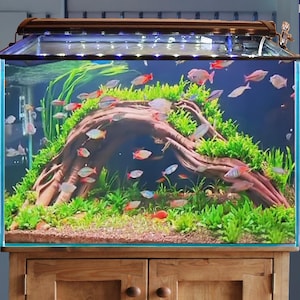 May include: A rectangular aquarium filled with colorful fish, aquatic plants, and a large piece of driftwood. The tank has a dark wooden frame and sits on a wooden cabinet. The fish are various colors, including red, orange, and silver.