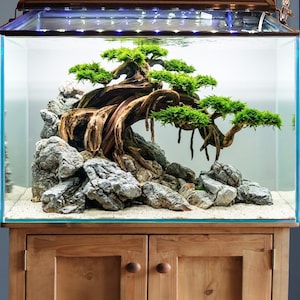 Bonsai Aquarium - Etsy