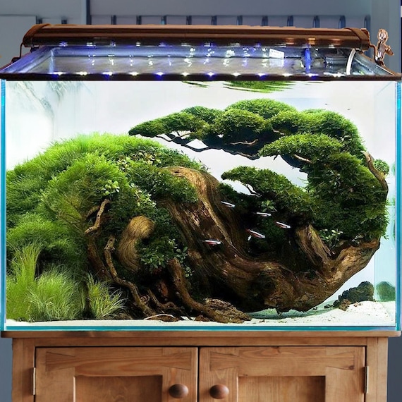 Aquarium Driftwood Bonsai Tree Aquascape Wood Hardscape Decor Real Fish Tank  Plants - Etsy